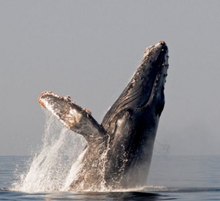 Avistamiento de ballenas